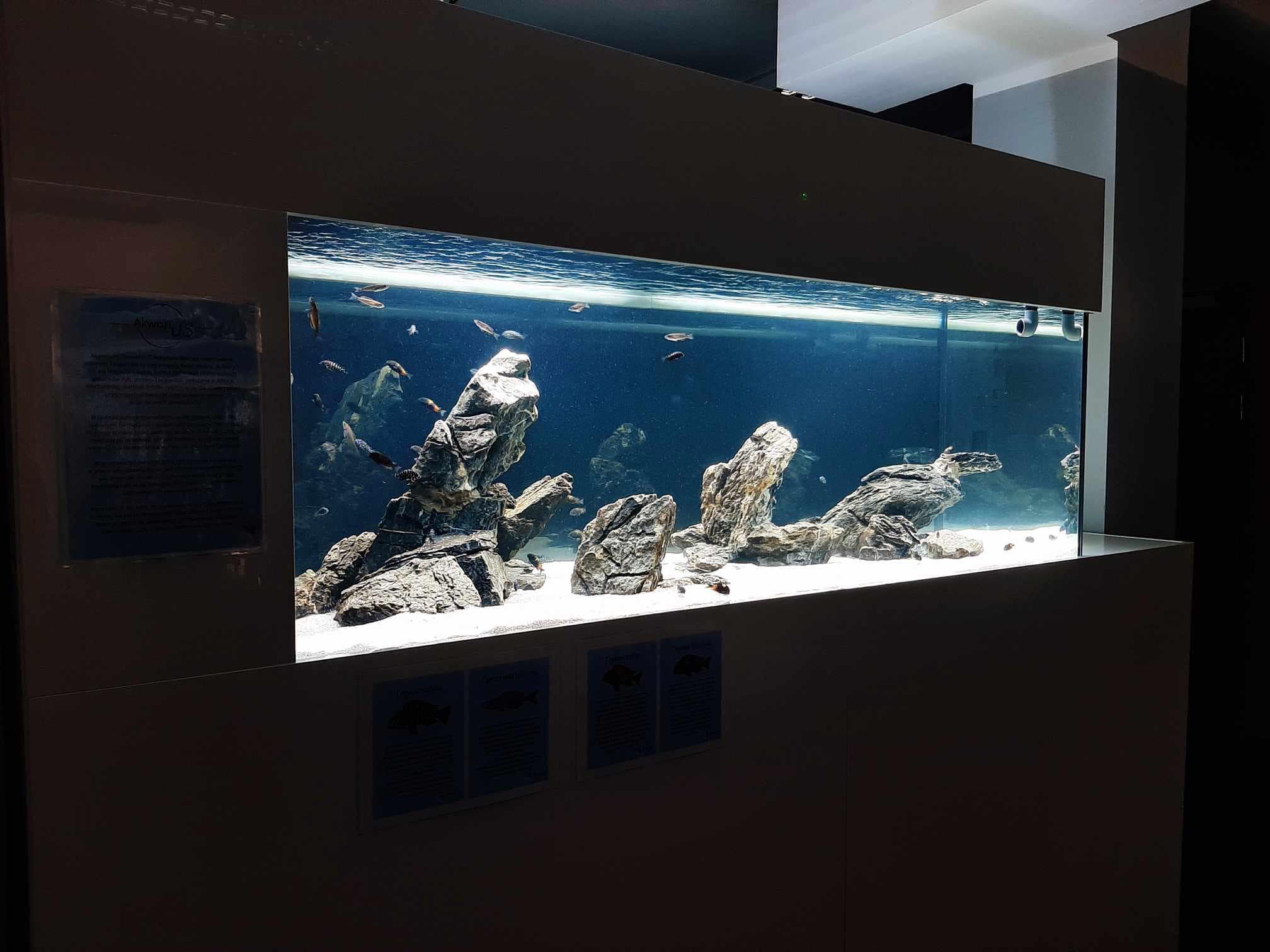 AkwariUS – nowe akwarium w Instytucie Biologii US